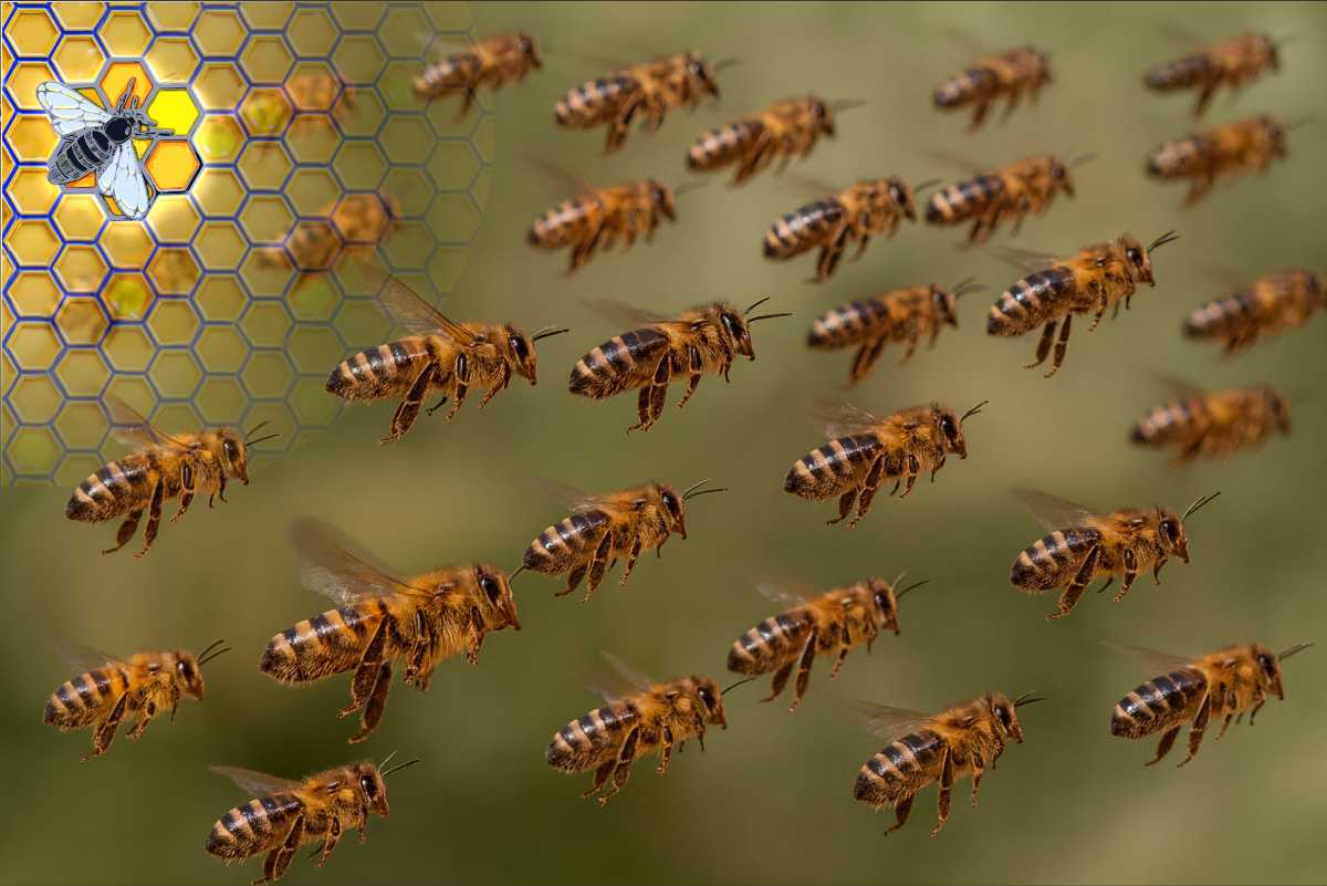 Šťastnou cestu, včelky